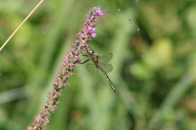 Somatochlora metallica