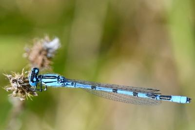 Agrion porte-coupe