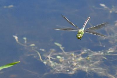 Anax empereur 