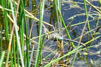 Anax empereur 