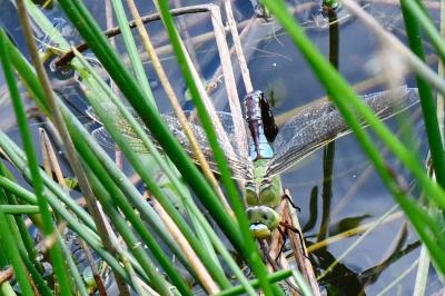 Anax empereur 