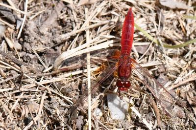 Crocothemis erythraea
