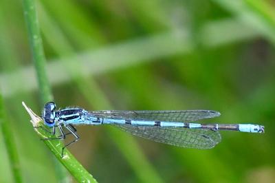 Agrion jouvencelle