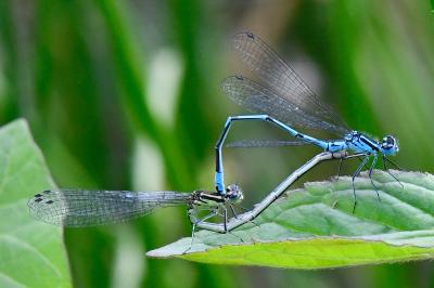 Agrion jouvencelle