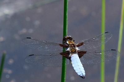 Libellule déprimée 