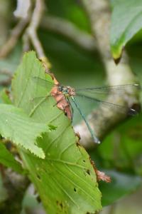 Leste vert