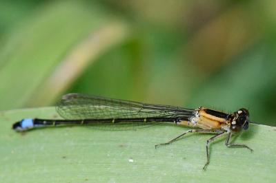 Agrion élégant