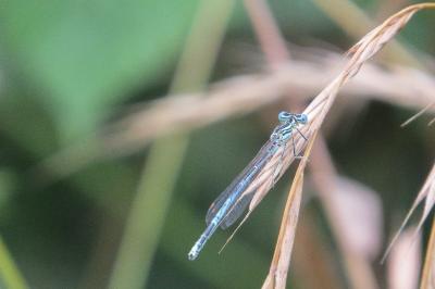 Agrion à larges pattes