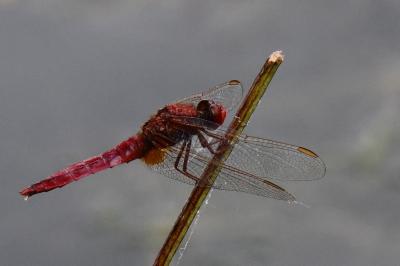 Crocothémis écarlate 