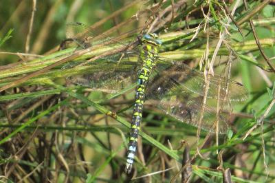 Aeschne bleue 