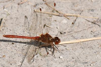 Sympetrum meridionale