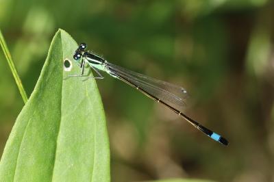 Agrion élégant