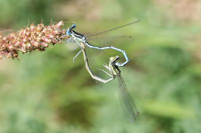 Agrion à larges pattes