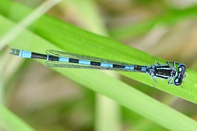 Agrion de Mercure