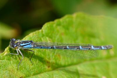 Agrion porte-coupe