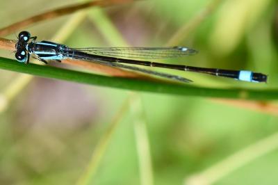 Agrion élégant