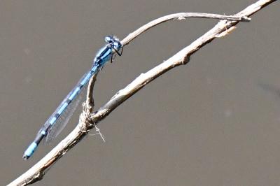 Agrion porte-coupe