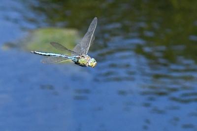 Anax empereur 