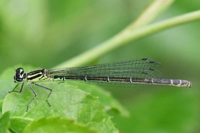 Agrion porte-coupe