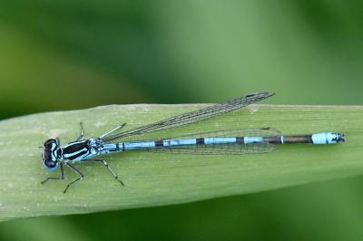 Agrion jouvencelle