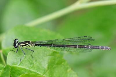 Agrion jouvencelle