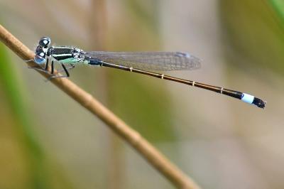 Agrion élégant