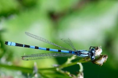 Agrion porte-coupe