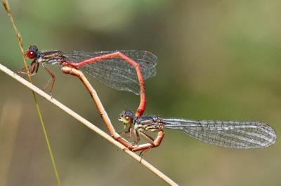 Agrion délicat