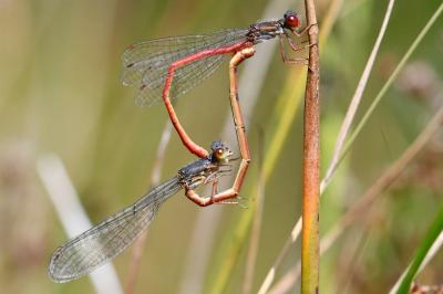 Agrion délicat