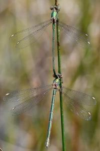 Leste vert