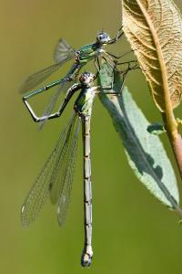 Leste vert