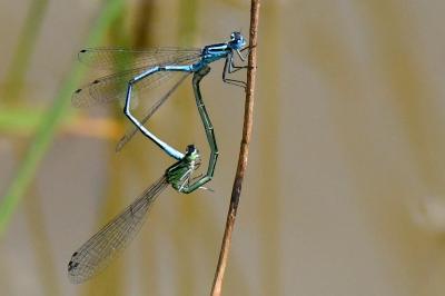Agrion jouvencelle