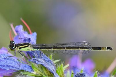 Agrion élégant