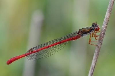 Agrion délicat