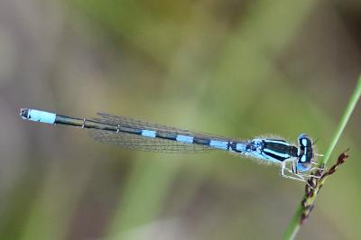 Agrion mignon 