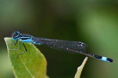 Agrion élégant