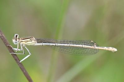 Agrion à larges pattes