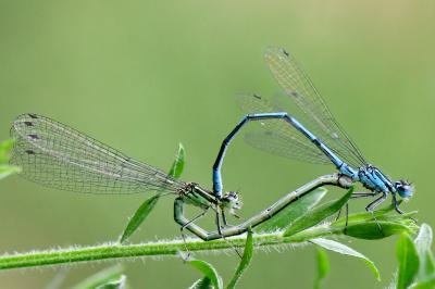 Agrion jouvencelle