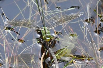 Anax empereur 