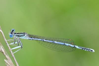 Platycnemis pennipes