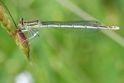 Agrion à larges pattes