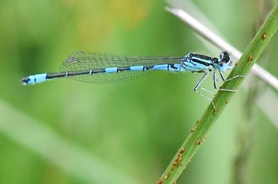 Agrion mignon 