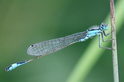 Agrion élégant
