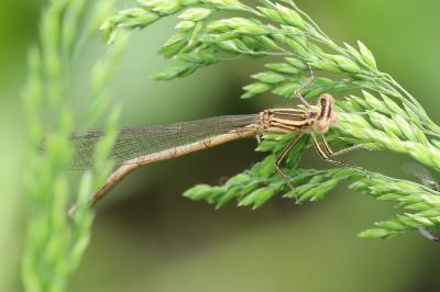 Agrion à larges pattes