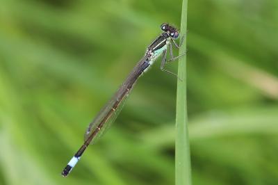 Agrion élégant