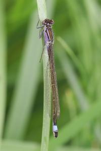 Agrion élégant