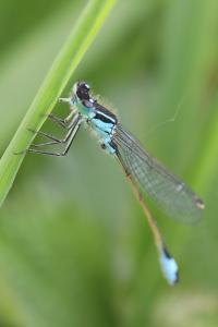 Agrion élégant