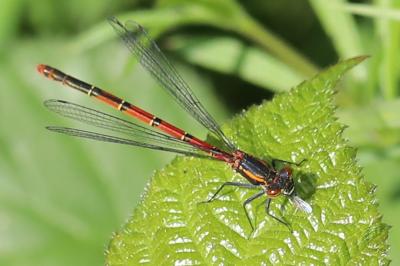 Pyrrhosoma nymphula