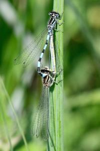 Agrion de Mercure