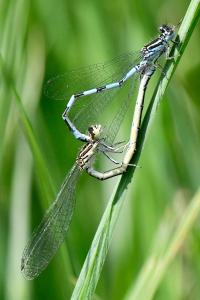 Agrion de Mercure